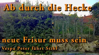 Ab durch die Hecke - neue Frisur muss sein - Vespa Peter fährt Stihl