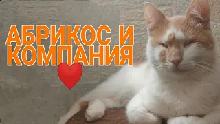 Мои красавцы