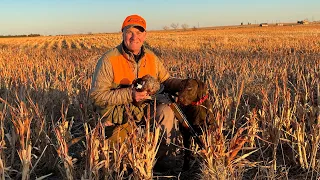 Kansas Pheasant Hunting Fall 2022