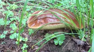 Поход за грибами после дождя