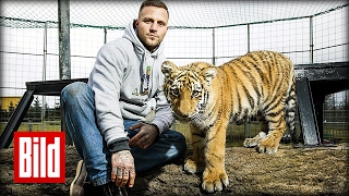 Rapper Kontra K baut Gehege für Tigerbaby