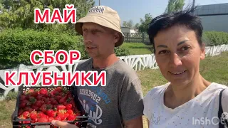 Работа в Крыму / Сбор Клубники 🍓