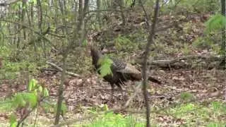 AMAZING hen talking- 2012 spring gobbler season. western pa