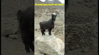 MOUNTAIN GOAT REST 1