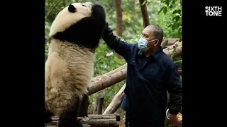 Behind the Scenes With China’s Most Famous Panda