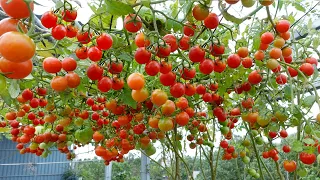 Growing Tomatoes in plastic bottles for high yields, surprisingly easy