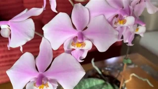 Обзор коллекции орхидей на январь. Орхидеи в интерьере.