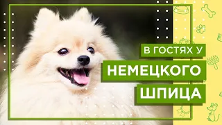 Содержание породы НЕМЕЦКИЙ ШПИЦ