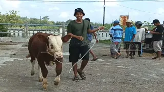 Ga Pikir Panjang Anak Muda Ini Langsung Bayar Cash Pedet Super Satu Pasaran !!