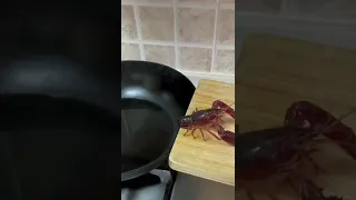 Ever see Small lobster 🦞 kill it self 😂😂😂