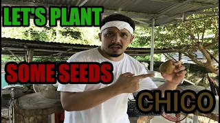 How To Plant Chico Seeds (Paano Magtanim Ng Buto Ng Chico)