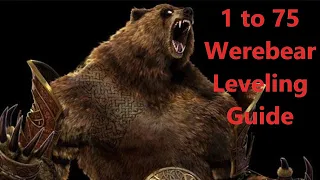 1 to 75 Leveling Guides For Werebear Druid NO EQ NO Roots 0.8.2I