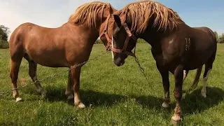 💥ЧОТИРИ ЖЕРЕБЦІ, 🔥ПОРОДИ НОВООЛЕКСАНДРІВСЬКИЙ ВАГОВОЗ🐎