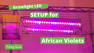 Setting up grow light LEDs for African Violet plants