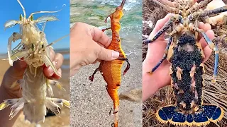 Unwind with Amazing Fishing Videos: Catching Seafood, Fish, Crab, Octopus | ASMR Relaxing #24