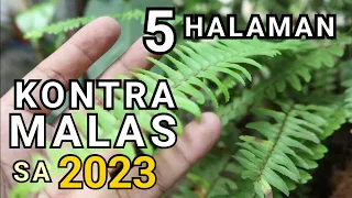 5 PLANTS THAT FIGHTS & ABSORB NEGATIVE ENERGY AT HOME FOR 2023 | KONTRA MALAS