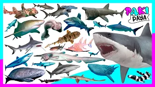 ¡TIPOS DE TIBURONES! 🦈🦈 SHARKS OF THE WORLD
