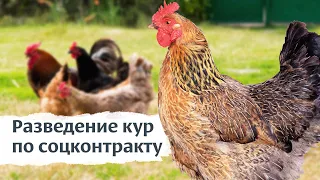 Разведением кур занимается житель Ставрополья благодаря соцконтракту