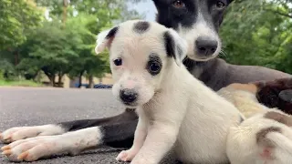 Adorable Little Puppies With His Beautiful Mother dog @Dogoftheday