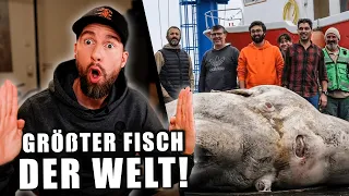 WELTREKORD: GRÖßTER Mondfisch der WELT gefunden! | Robert Marc Lehmann