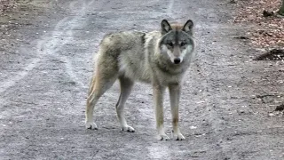 Unieke ontmoeting met wolf op 10 meter (Veluwe)---Unique encounter with Wolf.