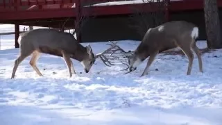 Bucks fighting