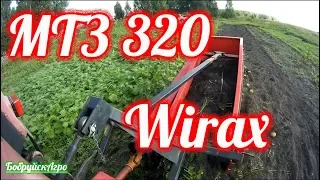 МТЗ 320 и картофелекопалка Wirax, копаю каждый день