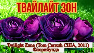 Видео обзор розы Твайлайт  Зон (Флорибунда) -Twilight Zone (Tom Carruth США, 2011)