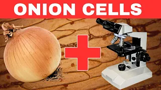 ONION Under The Microscope - (Built Like a Brick Wall)