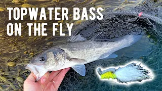 Topwater fly fishing for bass | Saltwater Fly Fishing UK