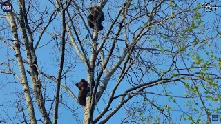 A terrible hunting accident. A bear and three cubs. Will the hunter shoot?