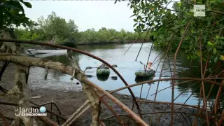 Le Jardin Extraordinaire RTBF 1 - Les mystères du fleuve Congo - chutes de Zongo - Mangrove