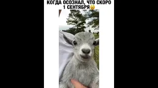 Угар!!!😅😅😅 Смешной козлёнок орёт ✨