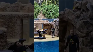 LORO PARQUE - The sea lions show 2023 🦭🦭🦭