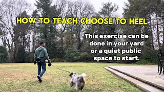 Choose to Heel Training Exercise for Heeling, focus, loose leash walking, engagement & recall skills