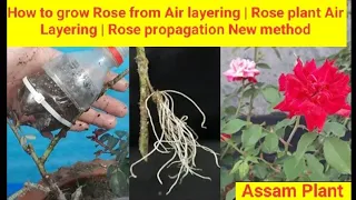 How to grow Rose from Air layering New methods !