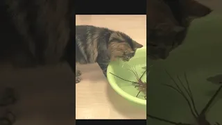 Funny Cat vs Lobster