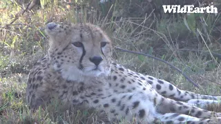 WildEarth - Sunset Safari - 30 Aug 2022