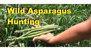 Where to Find Wild Asparagus & How to Find it