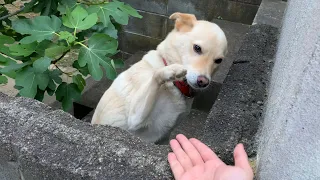 日本一優しいお手ができる白い犬 / She can do the most peaceful shake hands in Japan