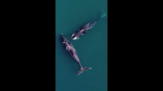 Гренландские киты в Охотском море