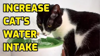 How To Get A Cat To Drink More Water