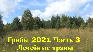 Грибы 2021 лисички 1 августа  часть 3 Поход в лес Аконит Чемерица Трутовик Сибирский борщевик Сибирь