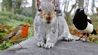 Videos for Cats to Watch - Birds and Squirrel Fun in December