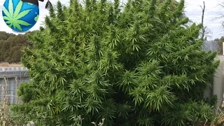 How Much Cannabis (Marijuana) Can One Plant Yield?