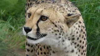 Cheetah says "Meow!"