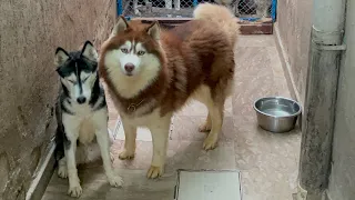 Husky Breeding - Day 5 ( Shadow and Lilly )