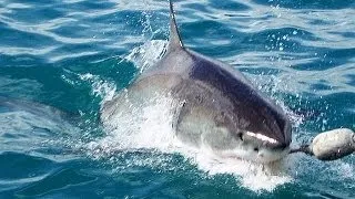 Diving with the Great White Shark in Gansbaai South Africa