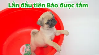 Lần đầu tiên tắm cho Báo