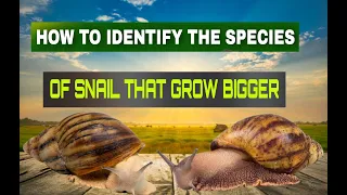 HOW TO IDENTIFY THE SPECIES OF SNAIL THAT GROW BIGGER bigger